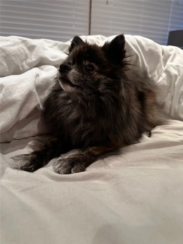 Ines's fluffy black dog relaxing on a bed